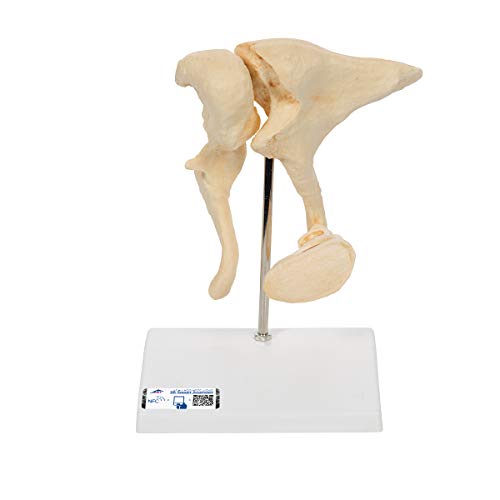 3B Scientific A100 Modelo de anatomía humana Huesecillos del Conducto Auditivo, Aumentado A 20 Veces Su + App de anatomía gratuita - 3B Smart Anatomy