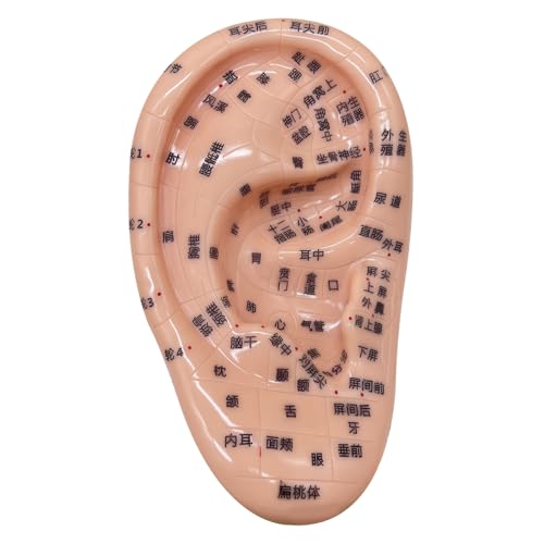 Kit de acupuntura de semillas de oído, kit de siembra de oído suave que incluye un modelo de oído de 5.1 pulgadas, imagen, semillas de oído de acupuntura educativa para el aprendizaje de los niños, l