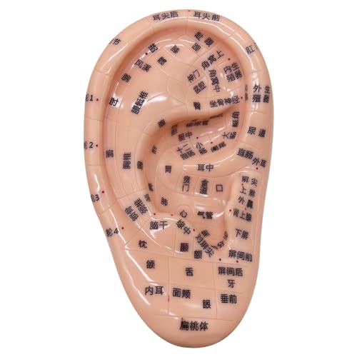 Kit de acupuntura de semillas de oído, kit de siembra de oído suave que incluye un modelo de oído de 5.1 pulgadas, imagen, semillas de acupuntura educativa para niños que aprenden el kit de acupuntur