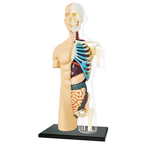 EXPLORA - Medio Torso - Anatomía del Cuerpo Humano - 546083 - Modelo Realista de 37 Piezas - Instrucciones de Montaje y cuestionario Educativo - Juego para niños - Científico - A Partir de 8 años