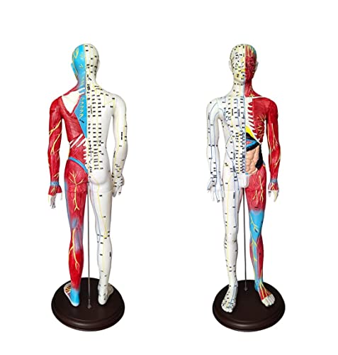 Modelo de acupuntura de 60 cm, Punto de presión y meridianos anatómicos del Modelo Masculino de acupuntura y Musculatura, para acupunturistas y Otros Profesionales médicos Que entrenan Te