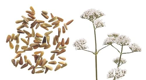 DECOALIVE | Semillas de Valeriana | Semillas Planta Medicinal | Calmante y Antiespasmódica