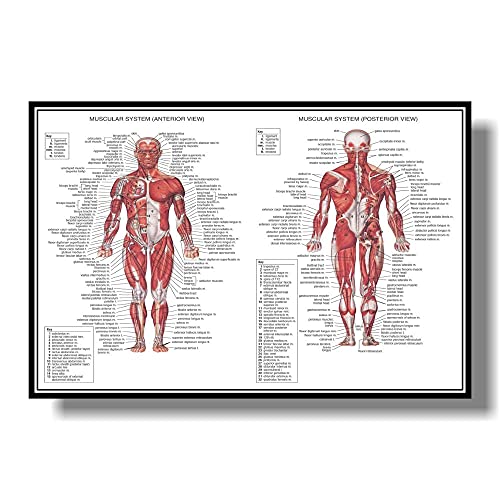 1 UNID Sistema MUSCULA Muscular ANATÓMICO Músculo Anatomía Músculo Gráfico Anatómico Cuerpo Humano Educativo for Anatomía Humana Cartel (Color : Rosado, Size (Inch) : 80x120cm No Frame)