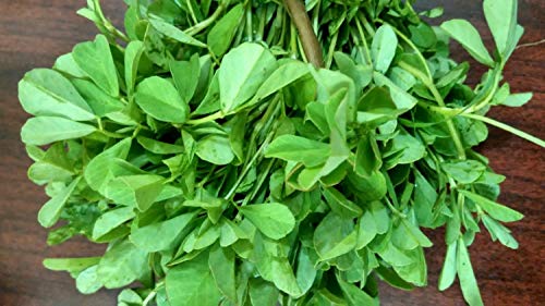 150 Semillas de Fenogreco - planta medicinal vegetal - semillas campesinas reproducibles - SemiSauvage