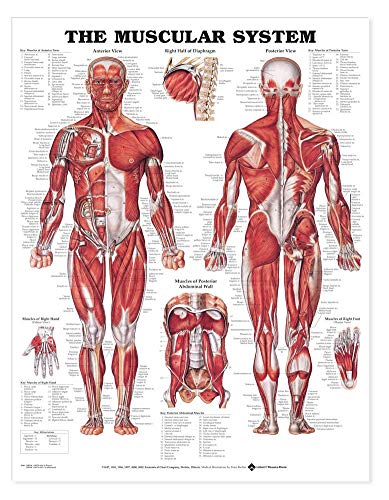 Anatomical Chart Company El sistema muscular gigante gráfico