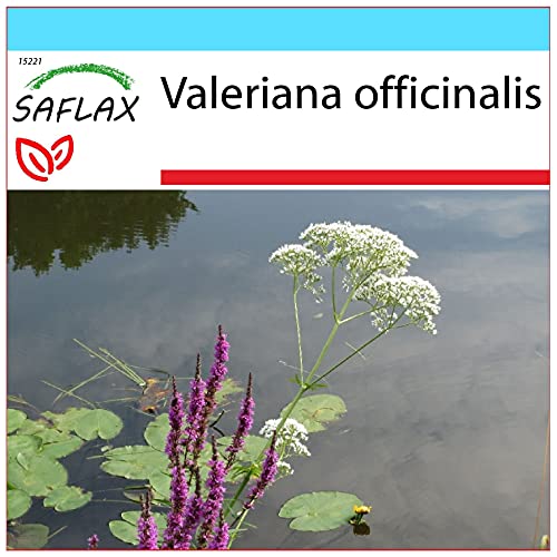 SAFLAX - Set regalo - Valeriana - 200 semillas - Con caja regalo/envío, etiqueta para envío, tarjeta de felicitación y sustrato de cultivo y fertilizante - Valeriana officinalis