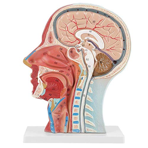 Modelo de Anatomía humana. Modelo anatómico de estudio médico de media cabeza y cara. Musculatura de la cabeza con macetas sangrías.