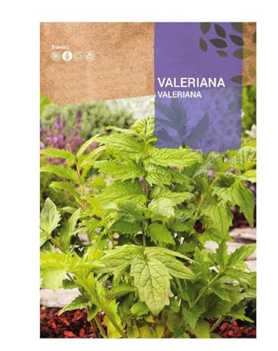 Semillas de Valeriana Planta Medicinal Utilizada en Infusiones
