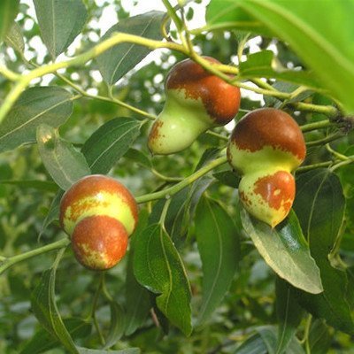 10 semi/pacchetto, rosso seme giuggiola in Cina, dolce salute rete professionale vento Piantare alberi da frutto