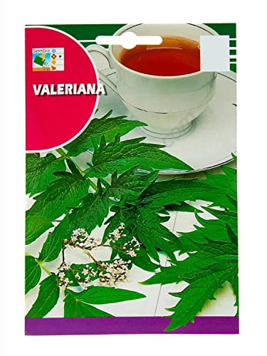 Semillas de Valeriana Planta para Hacer Infusiones Fácil de Cultivar en Casa Planta Medicinal