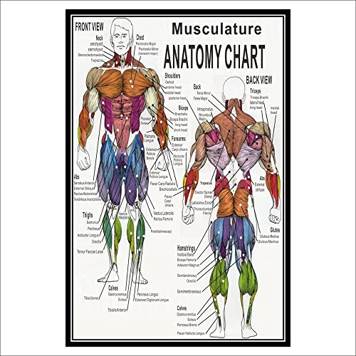 Póster anatómico del Sistema Muscular, Tabla de anatomía Muscular, Tabla anatómica, Cuerpo Humano, Educativo, póster de anatomía Humana, 1 ud. (Color : 1, Size (Inch) : 60x90cm No Frame)