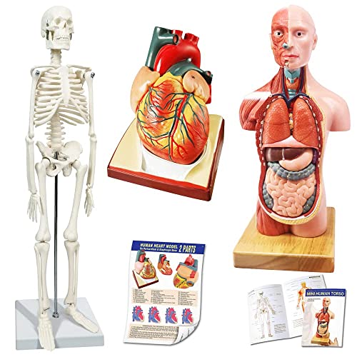 EVOTECH SCIENTIFIC Cuerpo humano, esqueleto y modelos de corazón. El mejor juego de modelado de anatomía de 3 prácticas herramientas de estudio en 3D para estudiantes médicos o como kit
