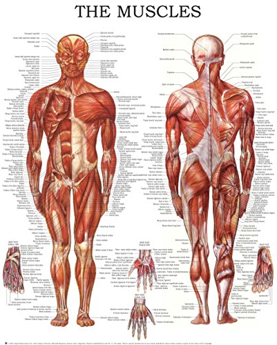 Muscular System: Quick Reference Chart, Full Illustrated (English Edition)