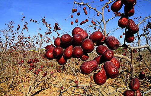 10 semi/pacchetto, Rosso seme giuggiola en China, Dolce Salute rete professionale Vento Piantare alberi da frutto